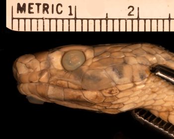 Media type: image;   Herpetology R-902